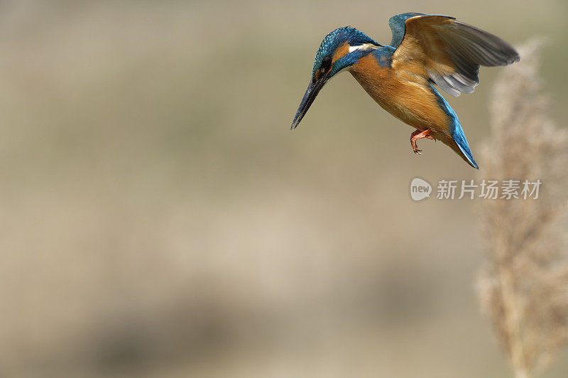 翠鸟潜水(Alcedo atthis)